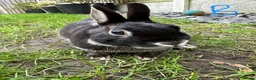 Netherland Dwarf rabbits for sale: Netherland Dwarf Rabbits for sale  - Advert 8