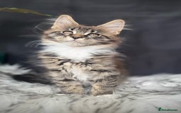Maine Coon cats for sale: Champions- Bloodline Purebred Maine Coon Kittens  - Image 6