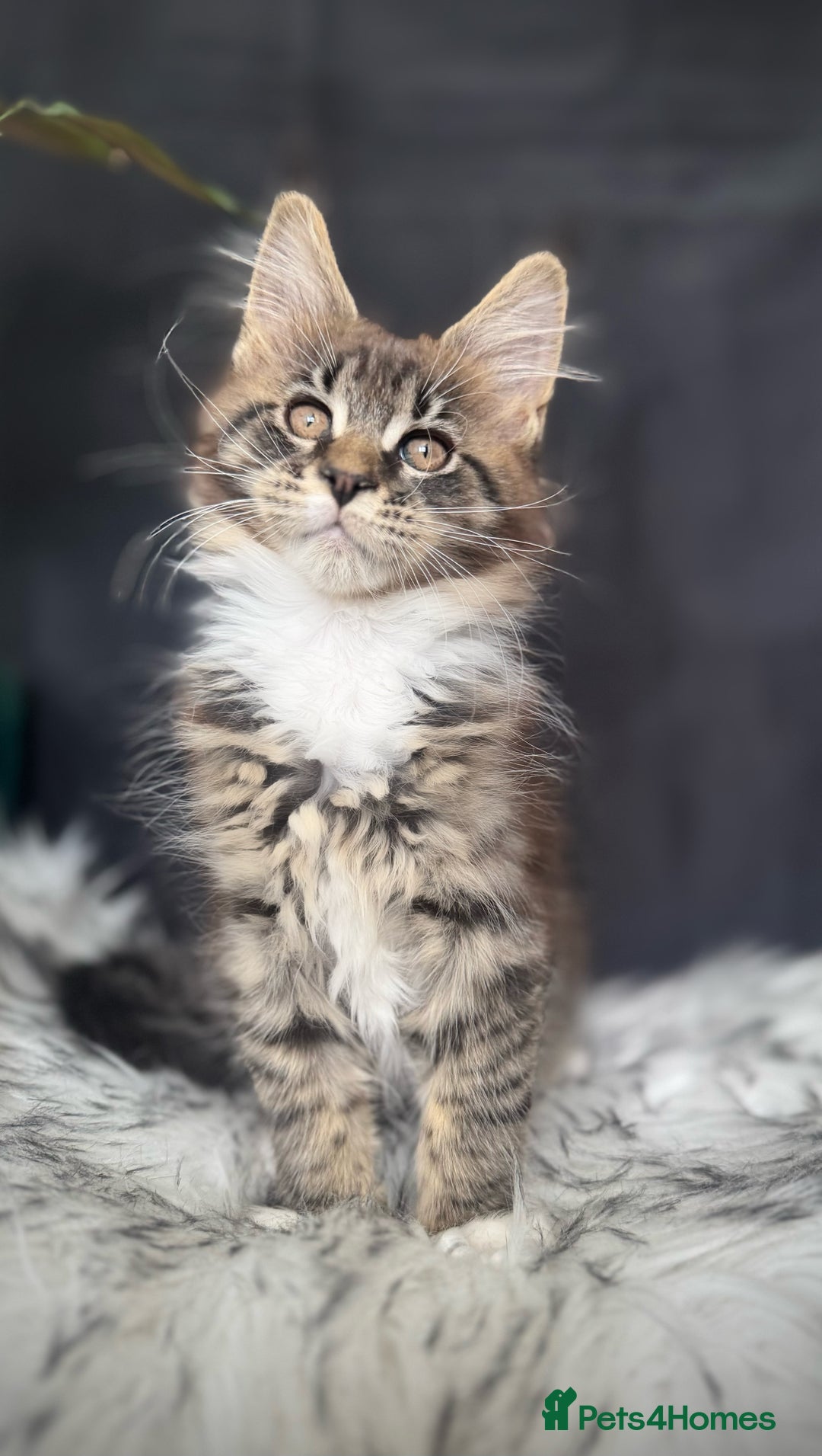 Maine Coon cats for sale: Champions- Bloodline Purebred Maine Coon Kittens  - Image 6