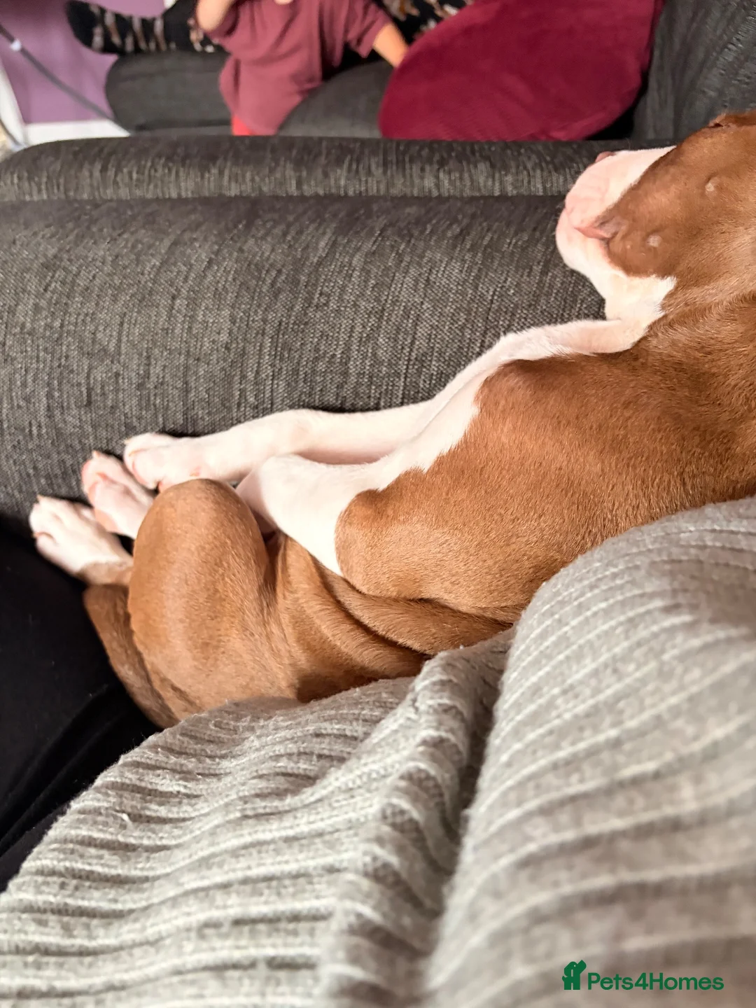 Mixed Breed dogs for sale: My beautiful clay  in Derby - Advert 4