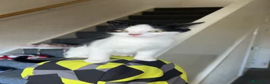 Moo