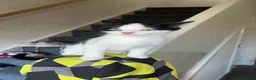 Mixed Breed cats for sale: Three beautiful Female Cats🐾 - Advert 5