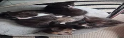 Mixed Breed cats for sale: Five beautiful kittens looking for a new home  - Advert 32