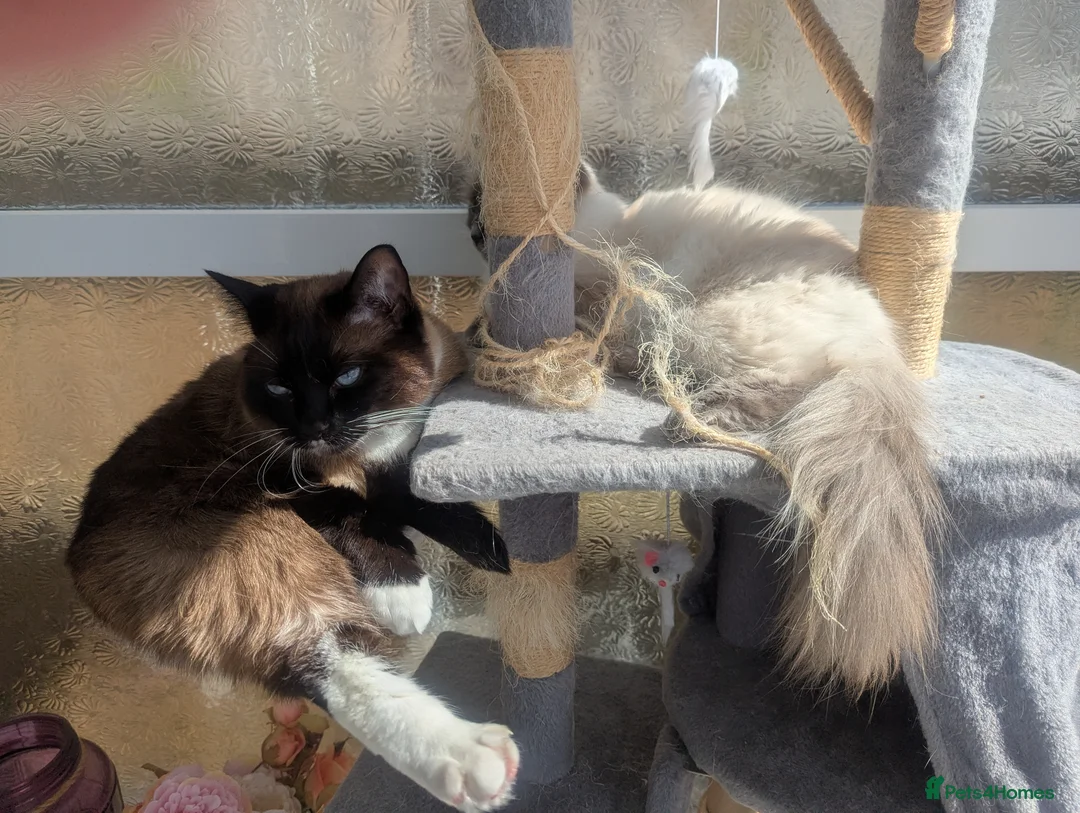 Ragdoll cats for sale: 2 Ragdoll cats in Cramlington - Advert 14