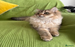 British Longhair cats for sale: British Longair and Shorthair Kittens for sale - Image 4