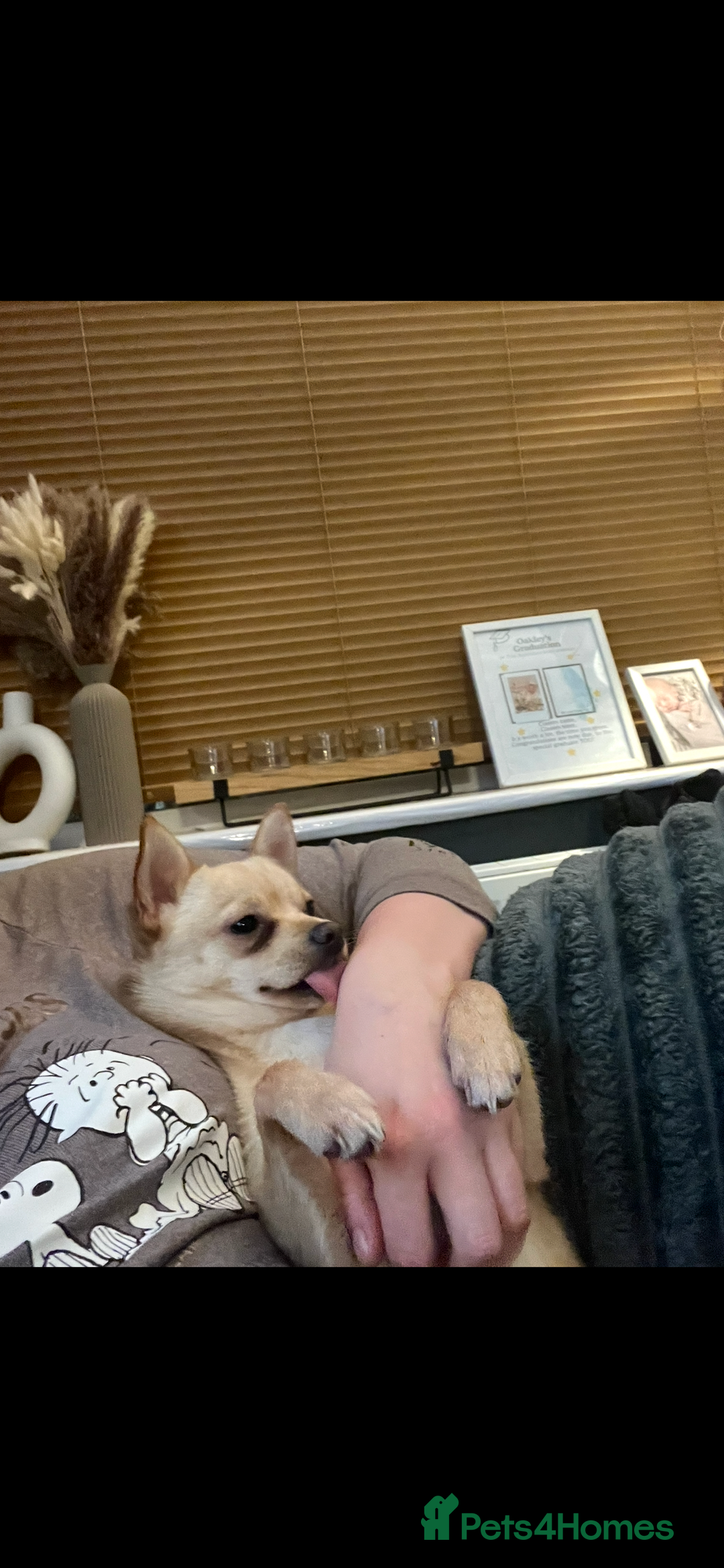 Pomchi dogs for sale: 9 month old female pomchi for rehoming.  - Advert 4