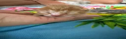 Mixed Breed cats for sale: Gorgeous kittens  in Wrexham - Advert 5