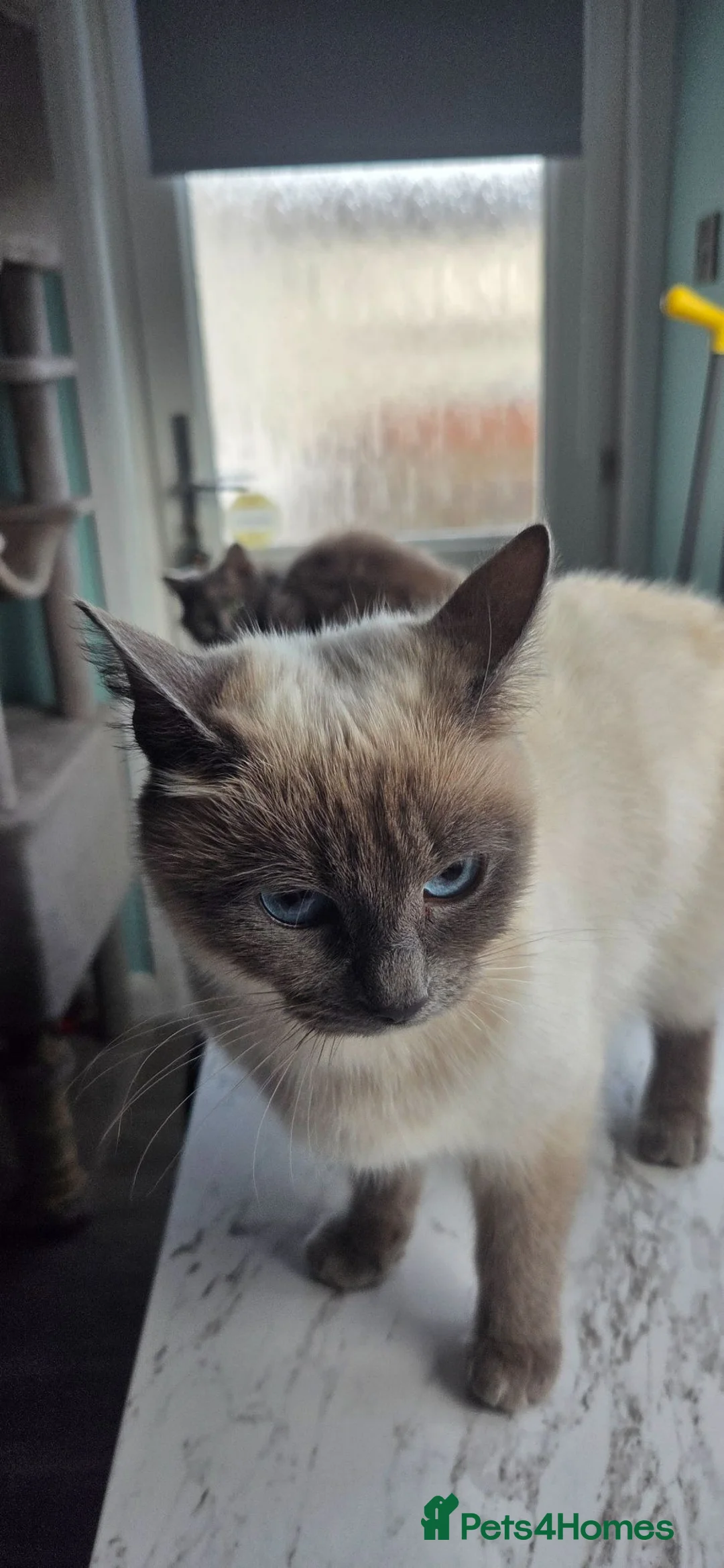 Mixed Breed cats for sale: Last Girl tabby - Advert 4
