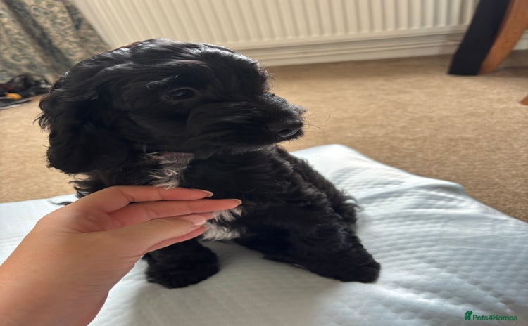 Cockapoo dogs in Harlow - Advert 5
