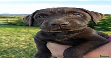 Labrador Retriever dogs - Advert 13