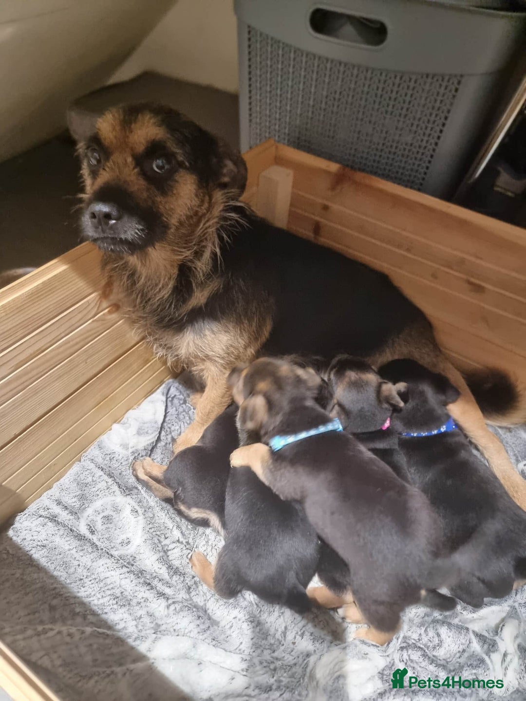 Jack Russell dogs for sale: Jack Russell puppies  - Advert 1