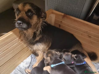 Jack Russell dogs Jack Russell puppies - Advert 2