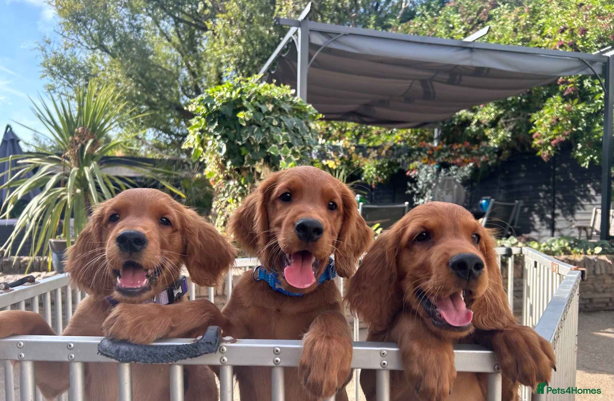 Mixed Breed dogs Ready now  ☘️ Golden Irish puppies available  ☘️ - Advert 3