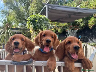 Mixed Breed dogs Ready now ☘️ Golden Irish puppies available ☘️ - Advert 3