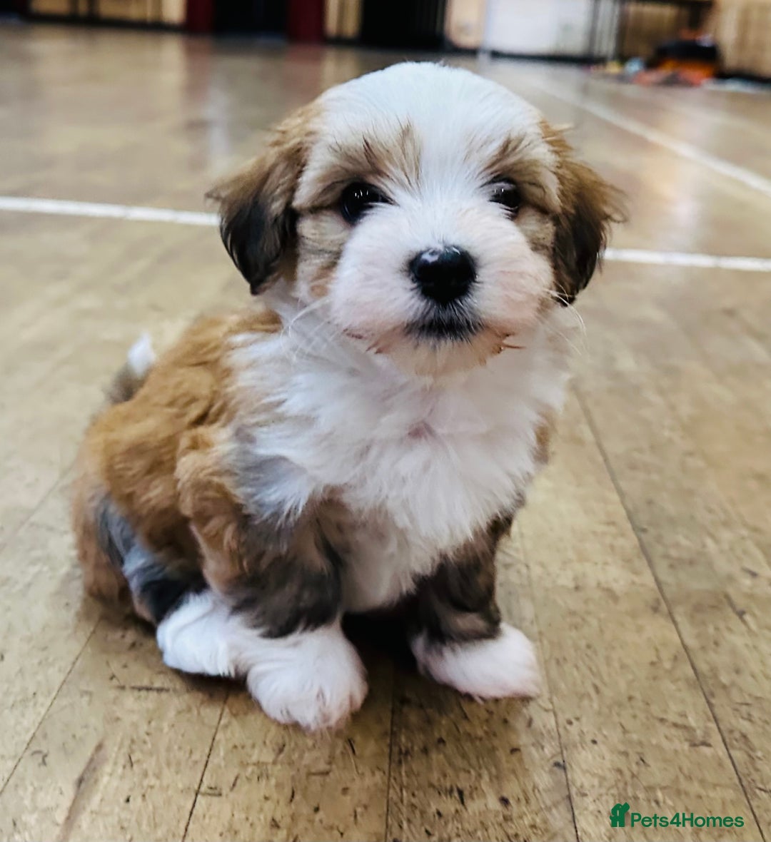 Havanese dogs for sale: Havanese Puppies - KC Reg, Champ Show Lines - Image 5