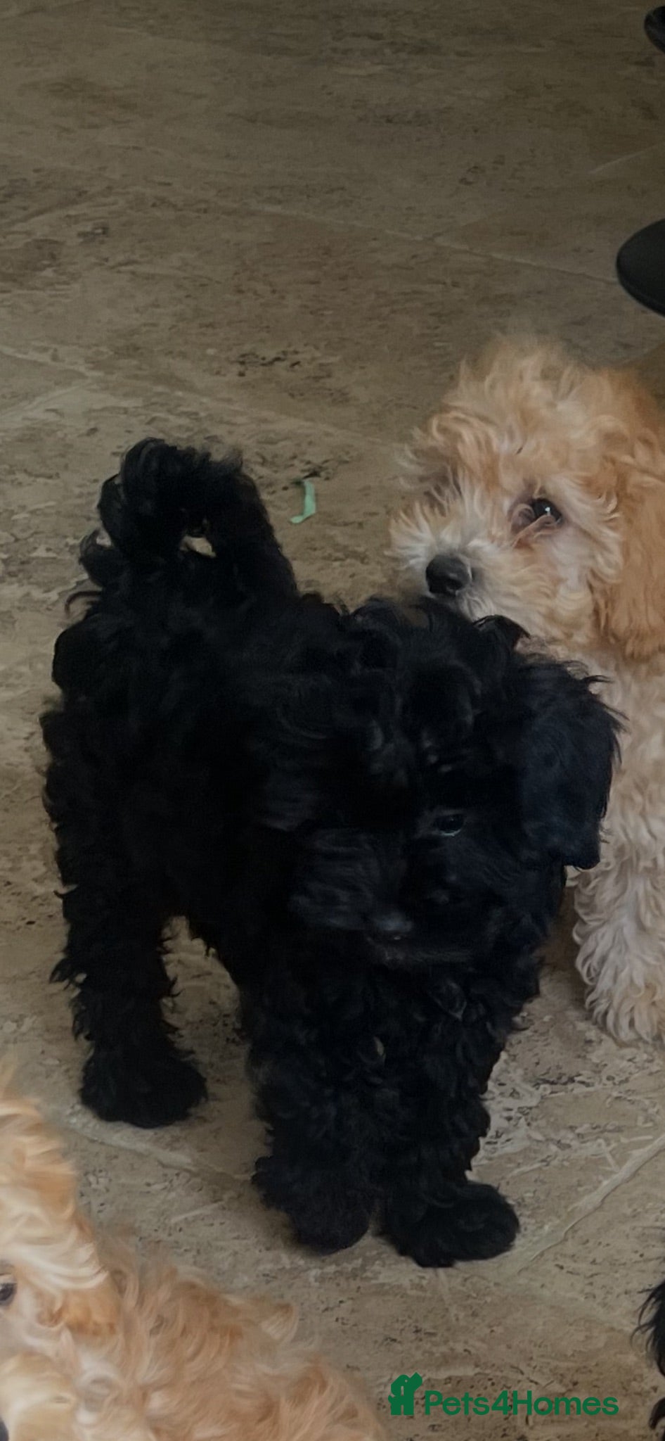 Maltipoo dogs Maltipoo pups  - Advert 3