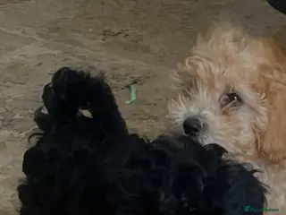 Maltipoo dogs Maltipoo pups - Advert 3