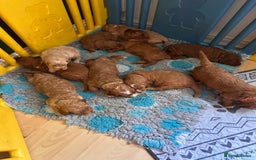 Irish Doodle dogs for sale: Gorgeous Miniature F1 Irish Doodles - Image 24