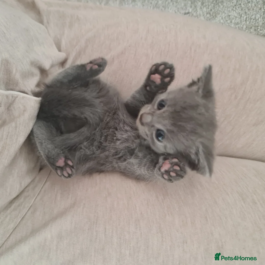 Mixed Breed cats for sale: Female & male kitten for sale - Advert 2