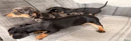 Chiweenie dogs for sale: Gorgeous Chiweenie puppies for sale - Advert 14