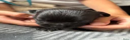 Chihuahua dogs for sale: Beautiful long haired black chihuahua puppies in Oxted - Advert 15