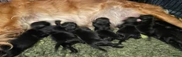 Goldador dogs for sale: Extensively health tested Goldador 5⭐️ homebreeder - Advert 14
