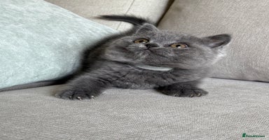 British Shorthair cats - Advert 14
