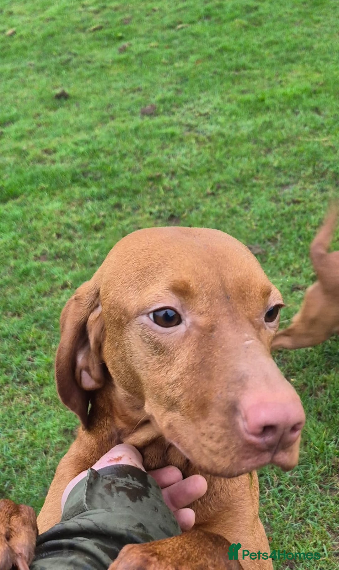 Hungarian Vizsla dogs for sale: Stunning loving Hungarian vizla  - Advert 3