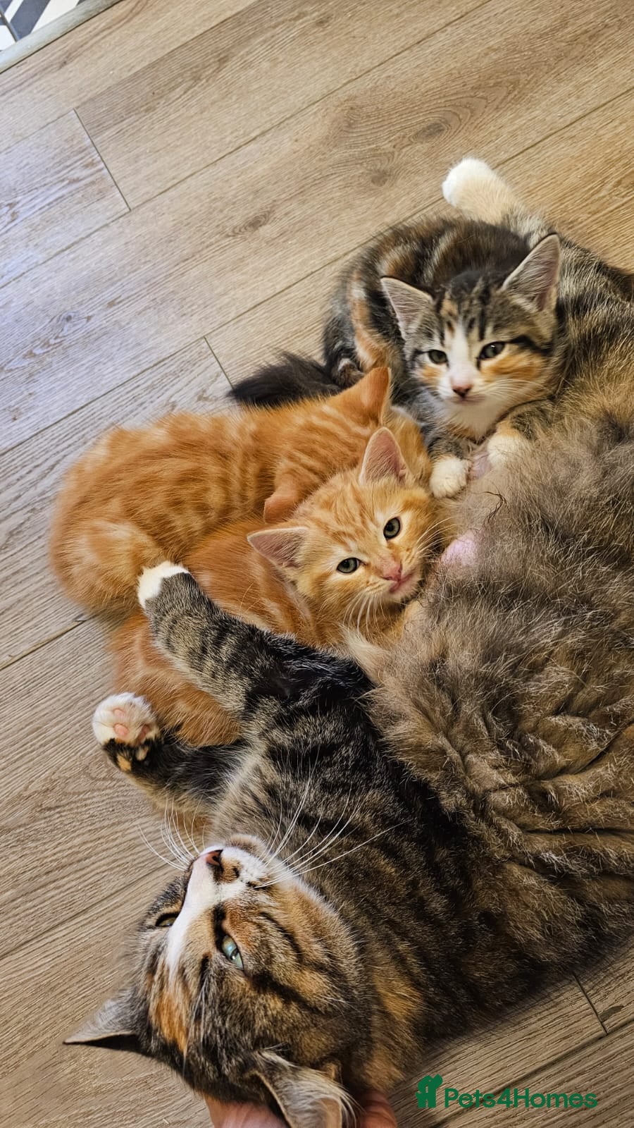 Domestic Shorthair cats All kittens now gone - Advert 8