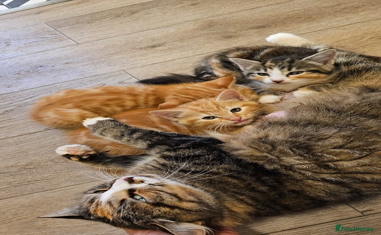 Domestic Shorthair cats 3 Adorable Kittens for Sale - Advert 12