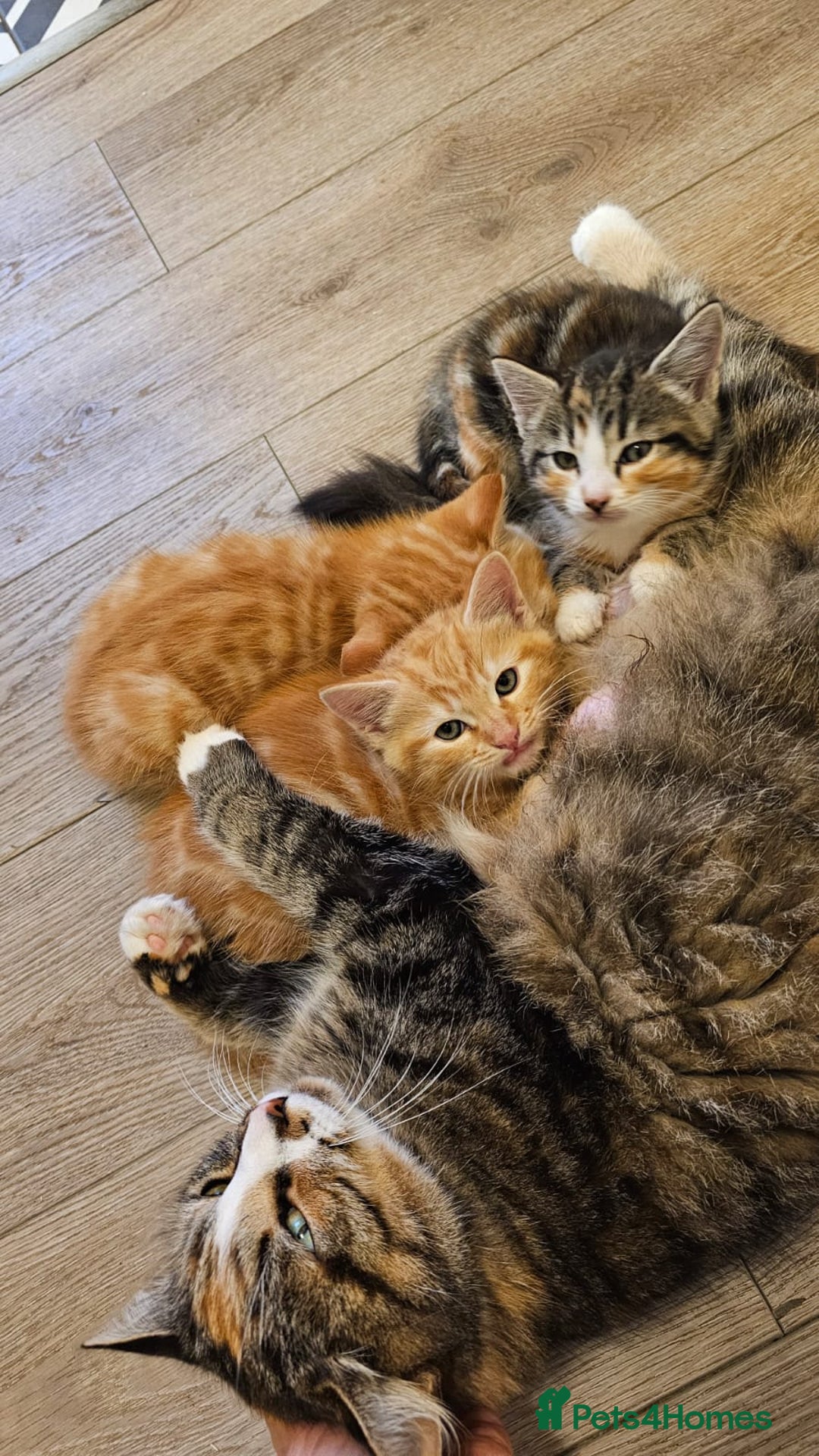 Domestic Shorthair cats for sale: All kittens now gone - Advert 1