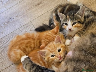 Domestic Shorthair cats 3 Adorable Kittens for Sale - Advert 4