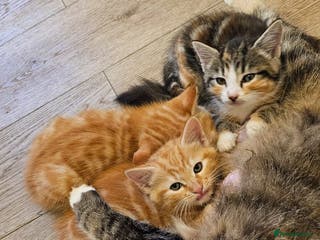 Domestic Shorthair cats All kittens now gone - Advert 6