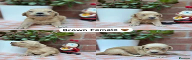 Brown Collar Female