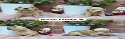 Golden Retriever dogs for sale: HEALTH TESTED PEDIGREE KC GOLDEN RETRIEVER PUPPIES - Advert 11