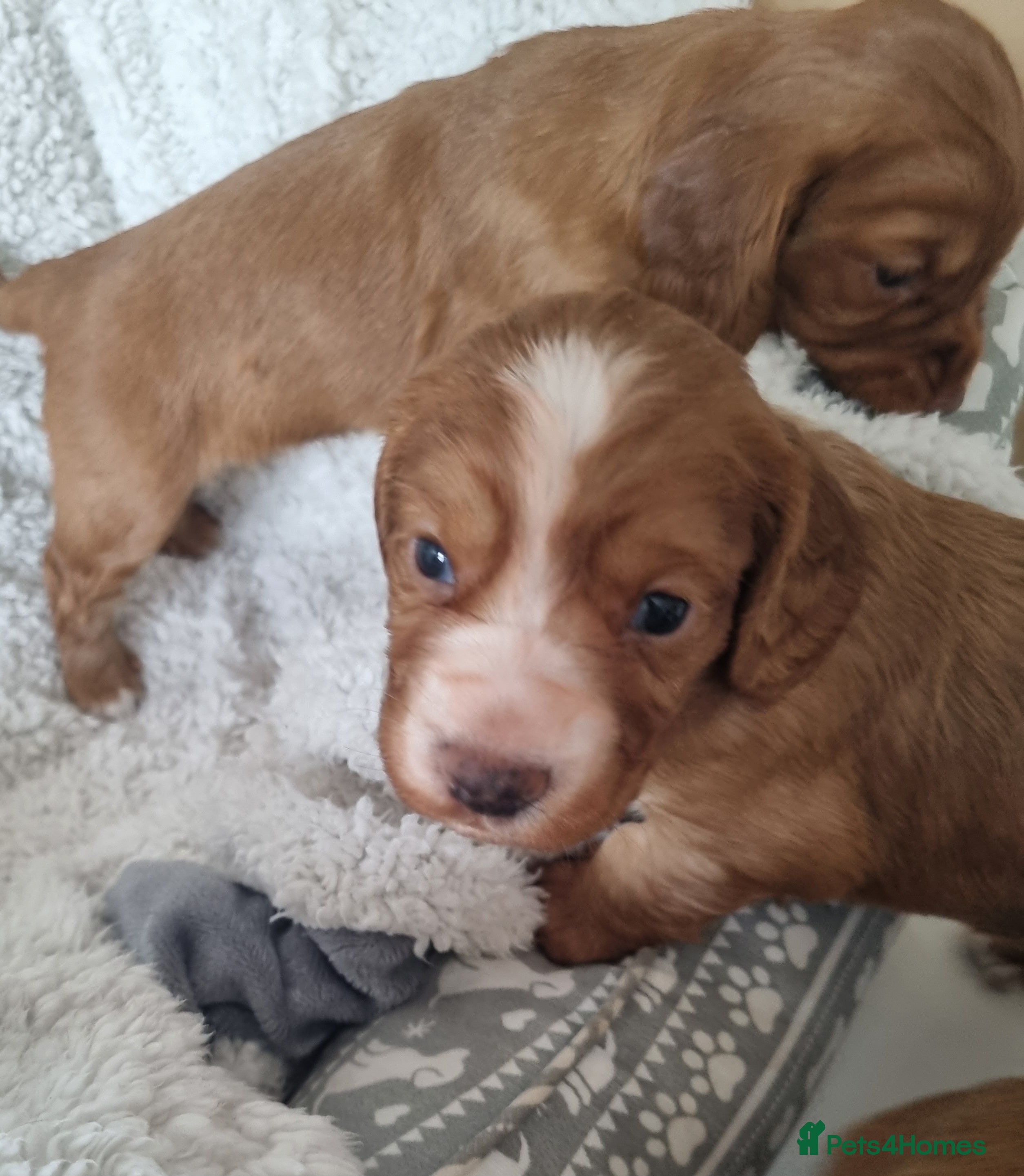 Cocker Spaniel dogs Adorable working breed cocker spaniels - Advert 2