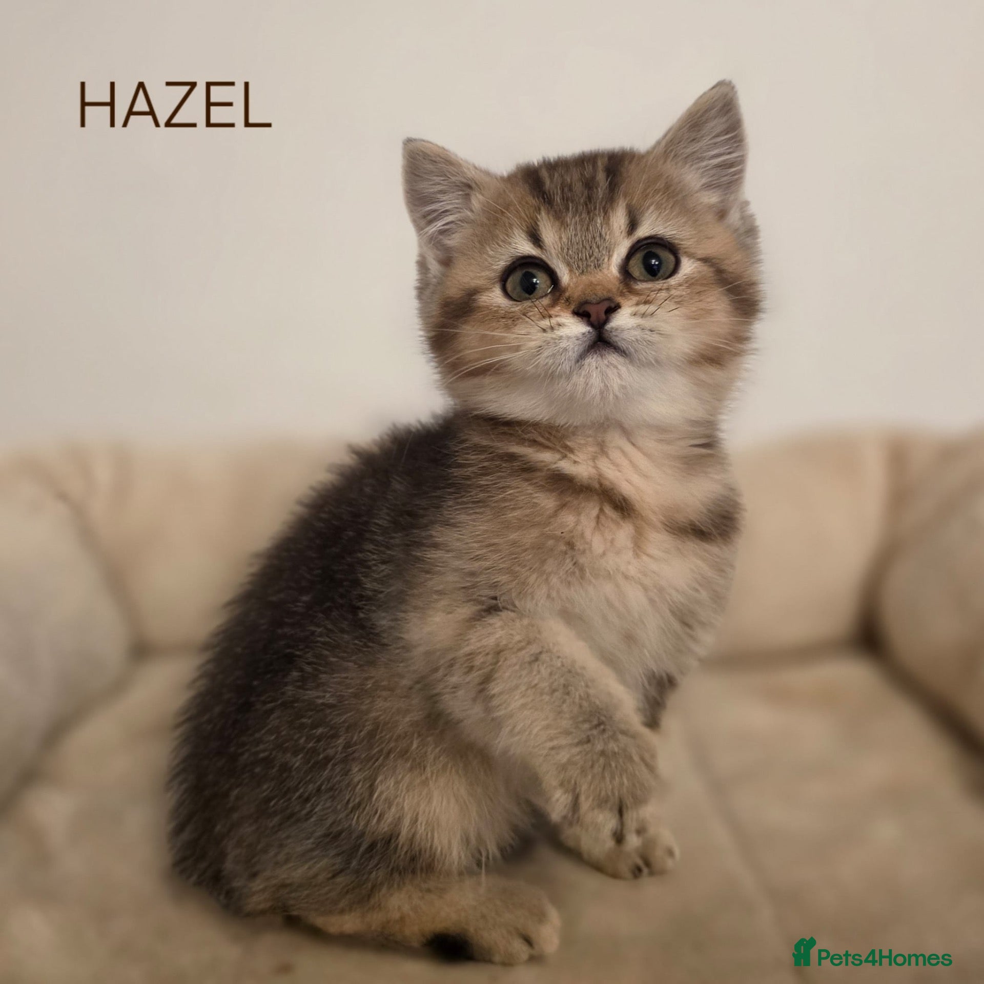 British Shorthair cats UPDATED PICS - GCCF PEDIGREE BSH BEARS 🐻  - Advert 2