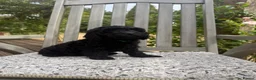 Cockapoo dogs for sale: Beautiful Litter of F1 Cockapoo Puppies - Advert 22