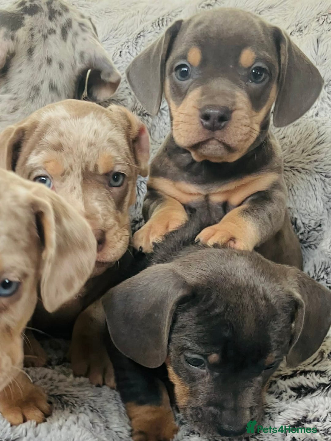 Mixed Breed dogs for sale: Bulldog x Mini Dachshund Puppies - Advert 6