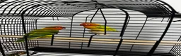 Lovebirds birds for sale: Kiwi & Mango - Bonded Lovebird Pair in South Ockendon - Advert 1