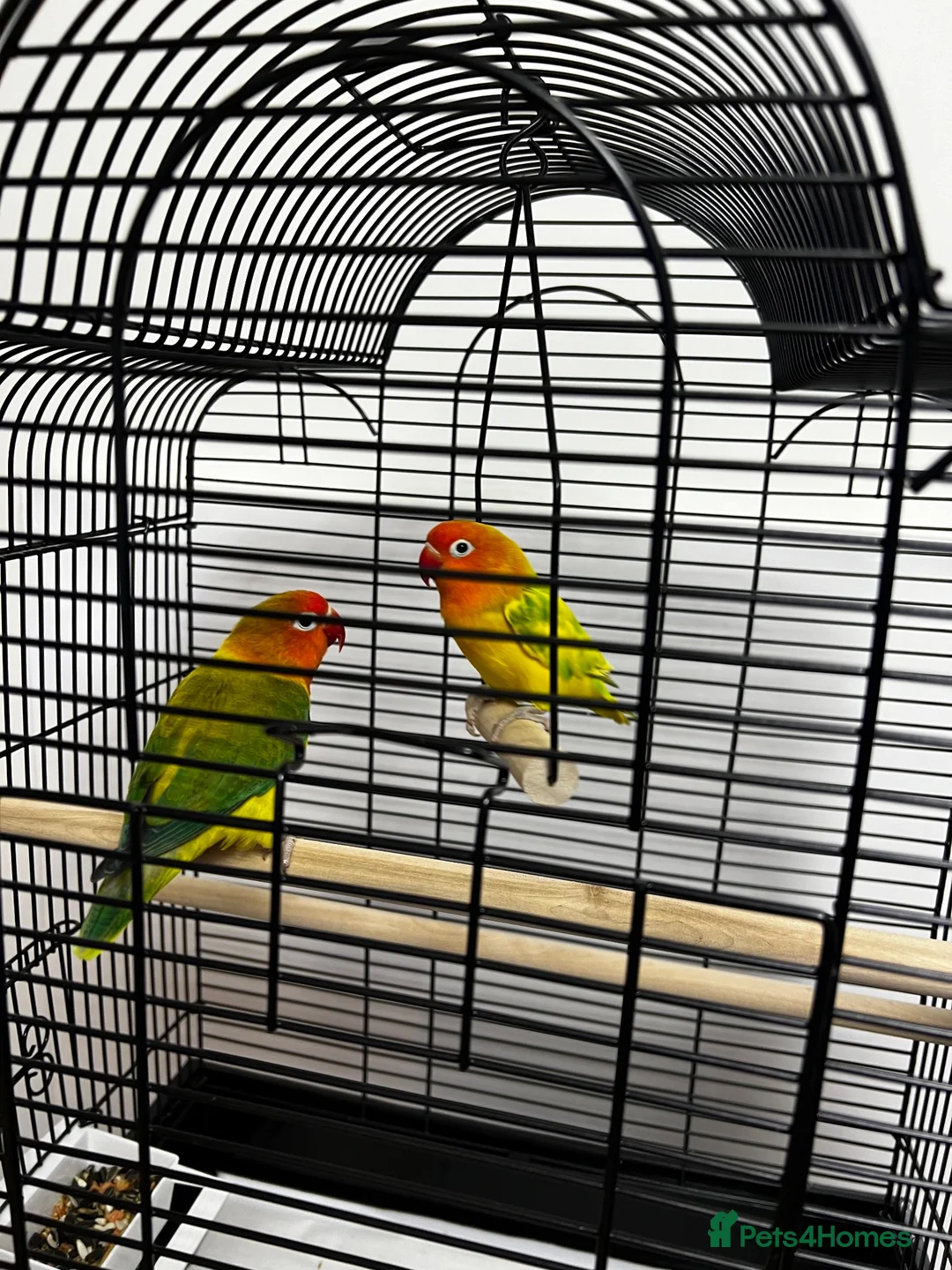 Lovebirds birds for sale: Kiwi & Mango - Bonded Lovebird Pair in South Ockendon - Advert 1