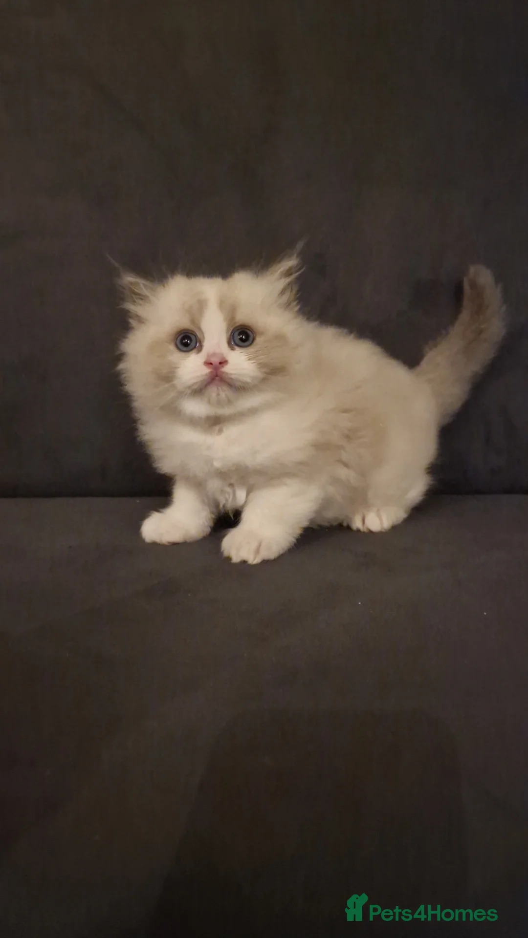 Ragdoll cats for sale: Show quality Ragdoll kittens  - Advert 9