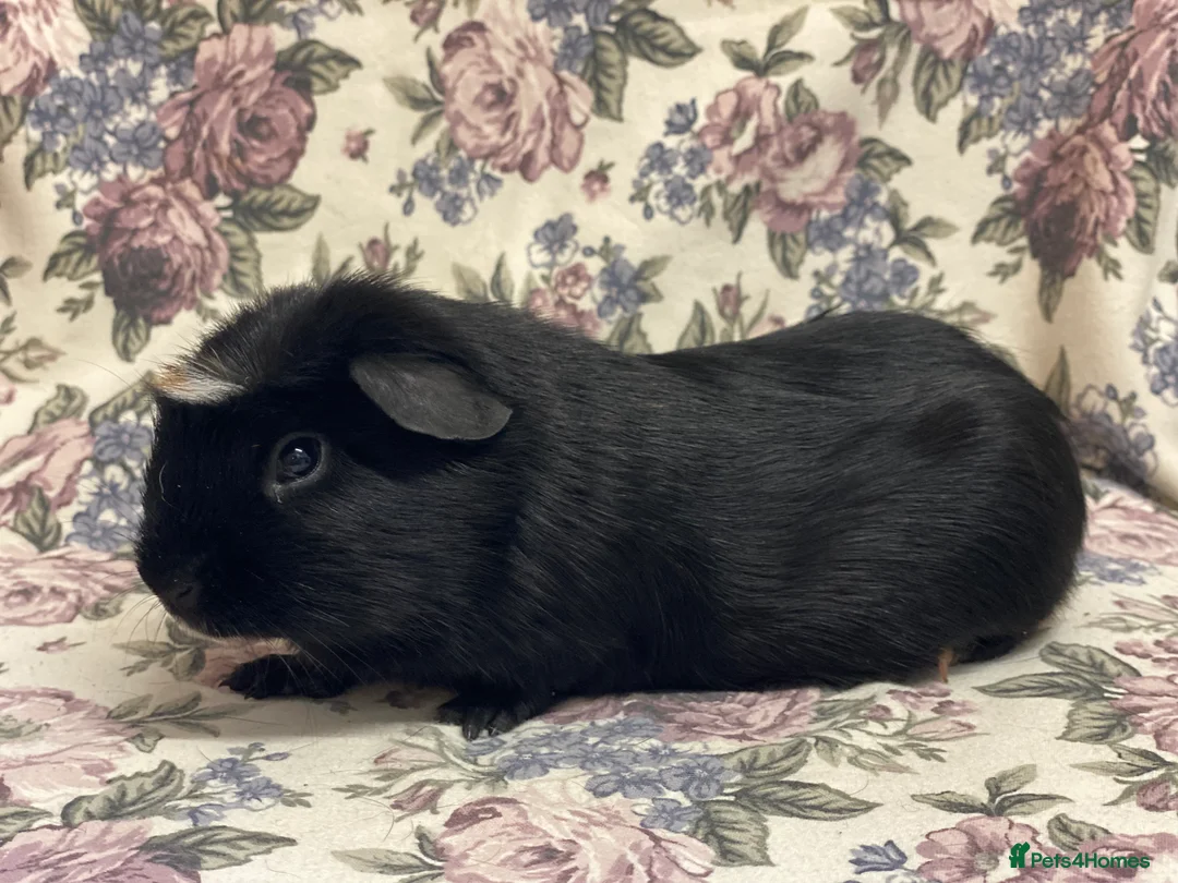 Guinea Pig rodents for sale: Pretty mix of male guineapig babies and youngsters - Advert 13