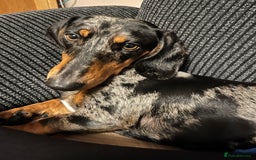 Dachshund dogs for sale: Female dog for sale  - Image 2