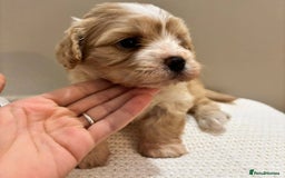 Maltipoo dogs for sale:  Beautiful Toy/Mini Maltipoo Puppies! - Image 7