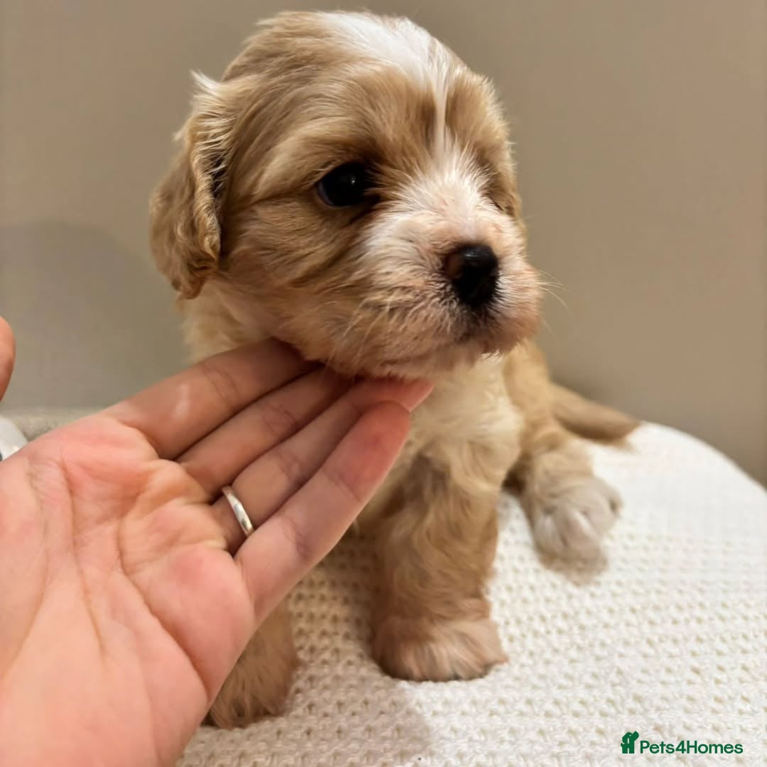 Maltipoo dogs for sale:  Beautiful Toy/Mini Maltipoo Puppies! - Image 7