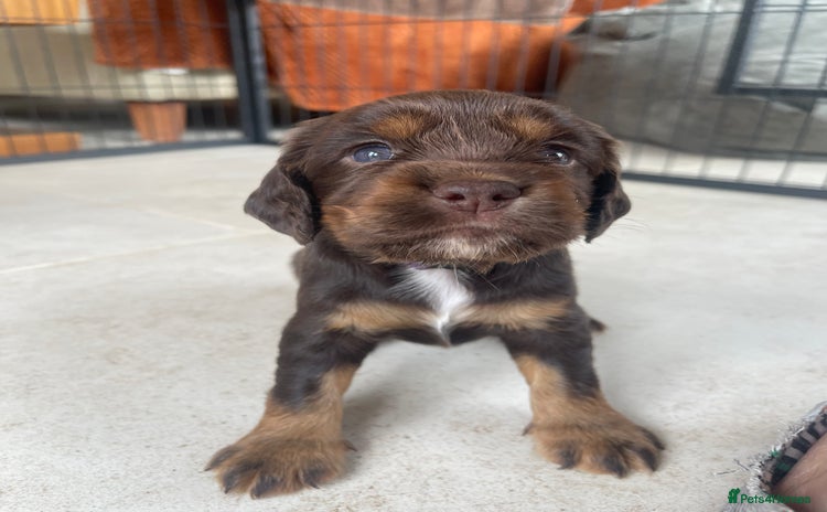 Cocker Spaniel dogs - Advert 2