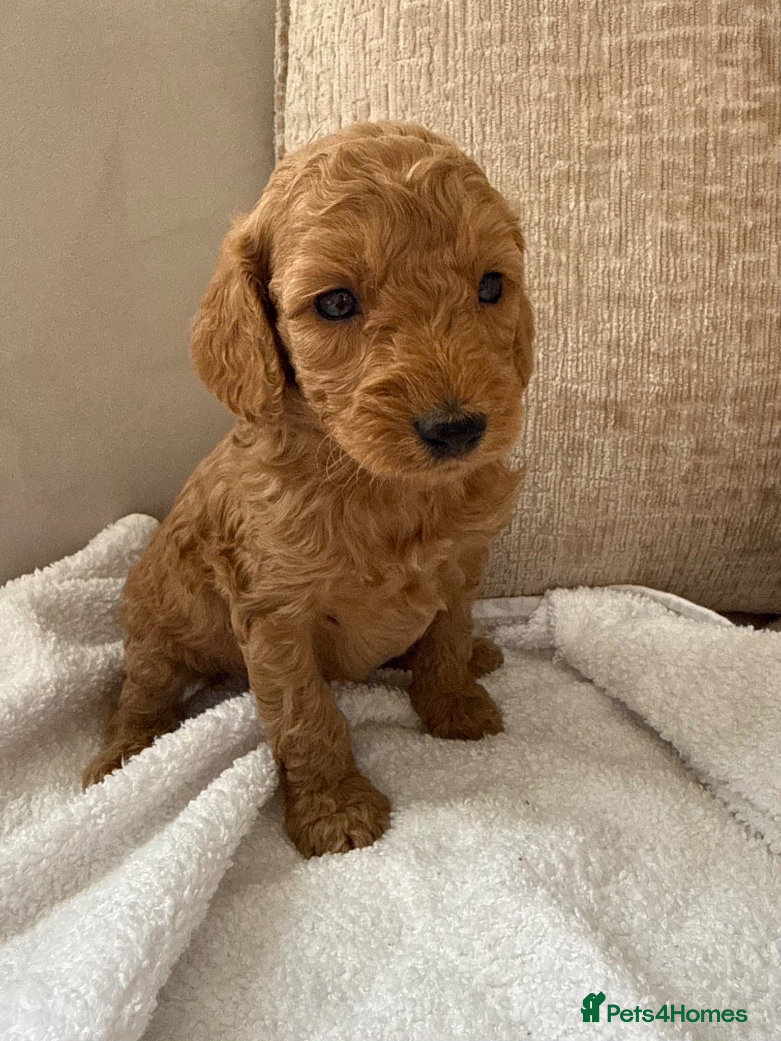Cockapoo dogs 7 Beautiful Cockapoo Puppies  - Advert 12