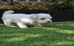 Bichon Frise dogs for sale: Bichon  - Image 8