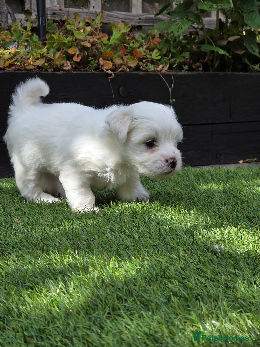 Bichon Frise dogs for sale: Bichon  - Image 8